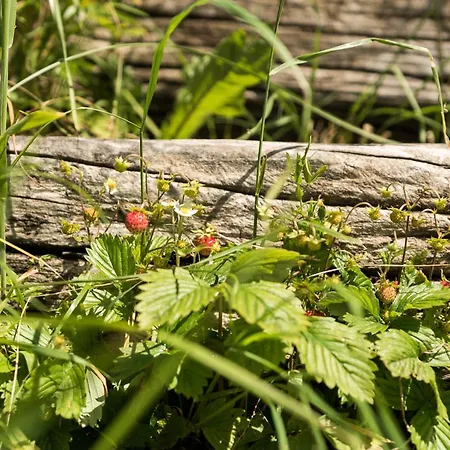 Nyaraló Mountain View Glamping
