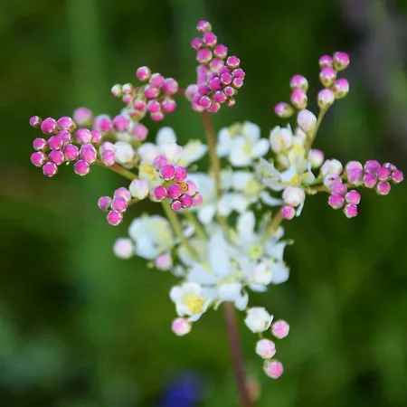 Mountain View Glamping