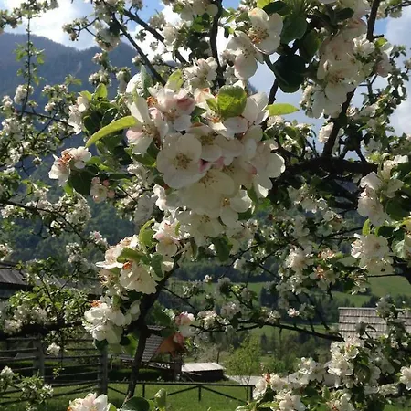 Mountain View Glamping