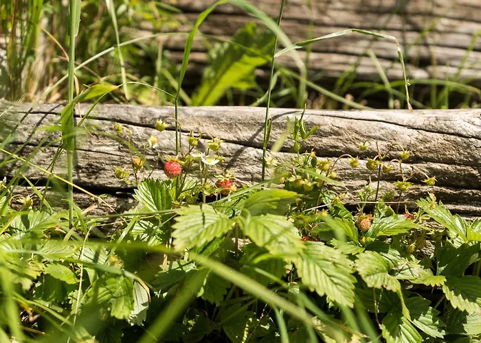 Prázdninový dům Mountain View Glamping