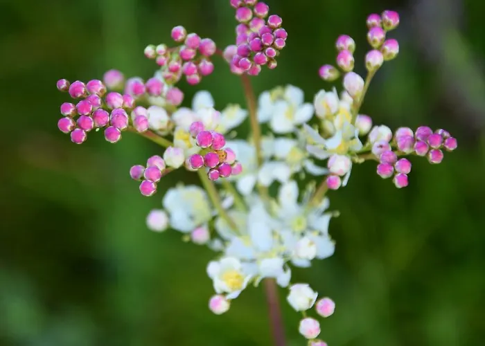 Mountain View Glamping
