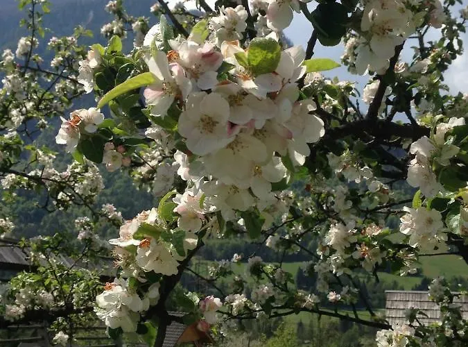 Mountain View Glamping