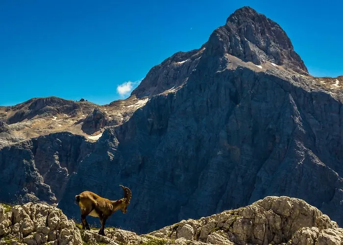 Mountain View Glamping Prázdninový dům