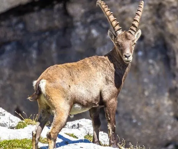 Mountain View Glamping